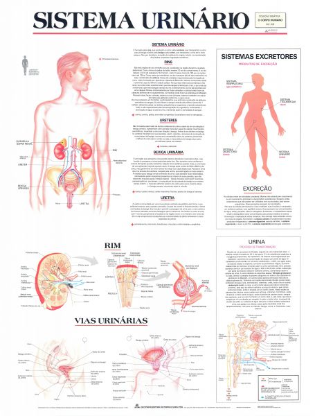 Ref. 020 Prancha - Sistema Urinário - Formato 0,90x1,20m