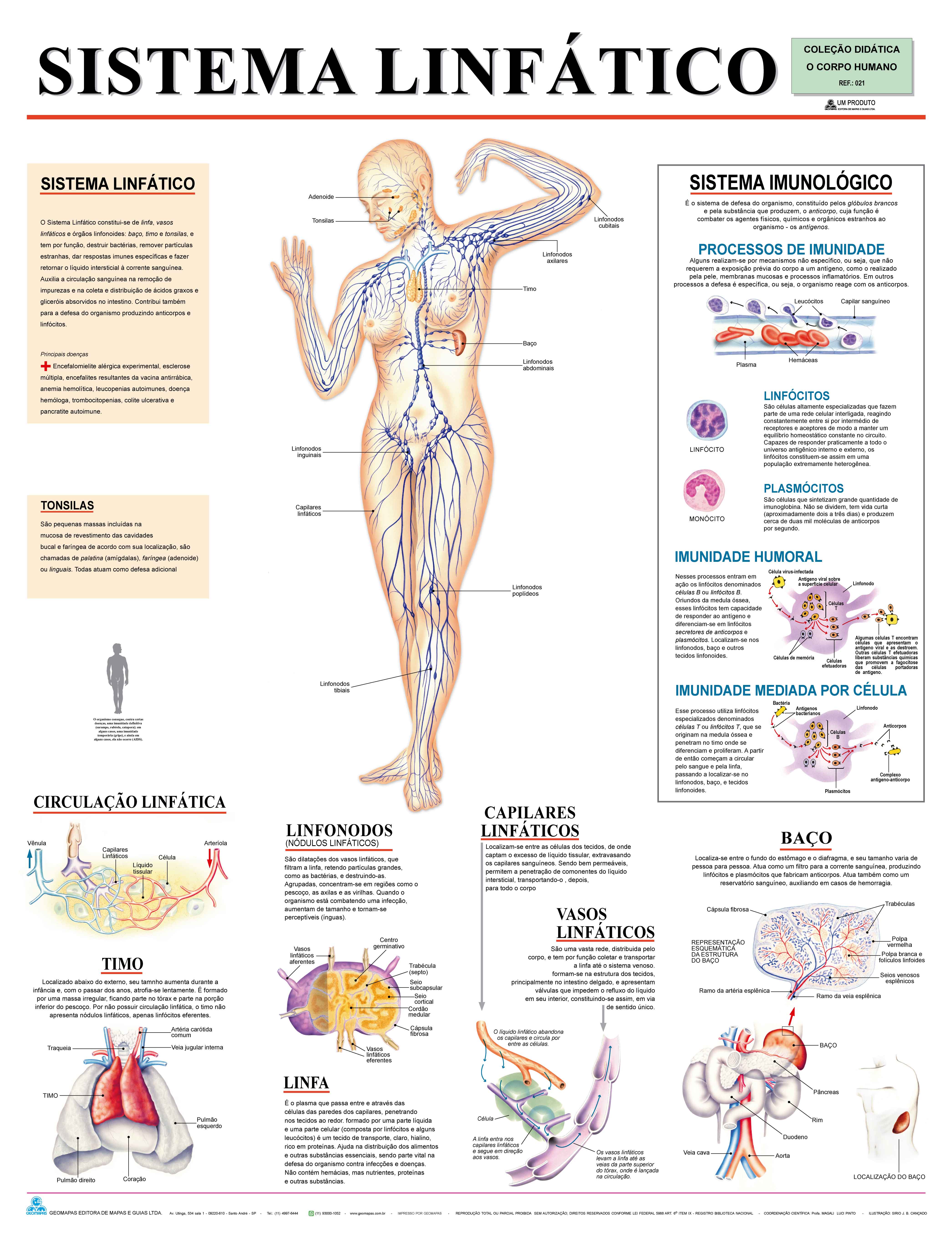 Ref. 021  Prancha - Sistema Linfático - Formato 0,90x1,20m