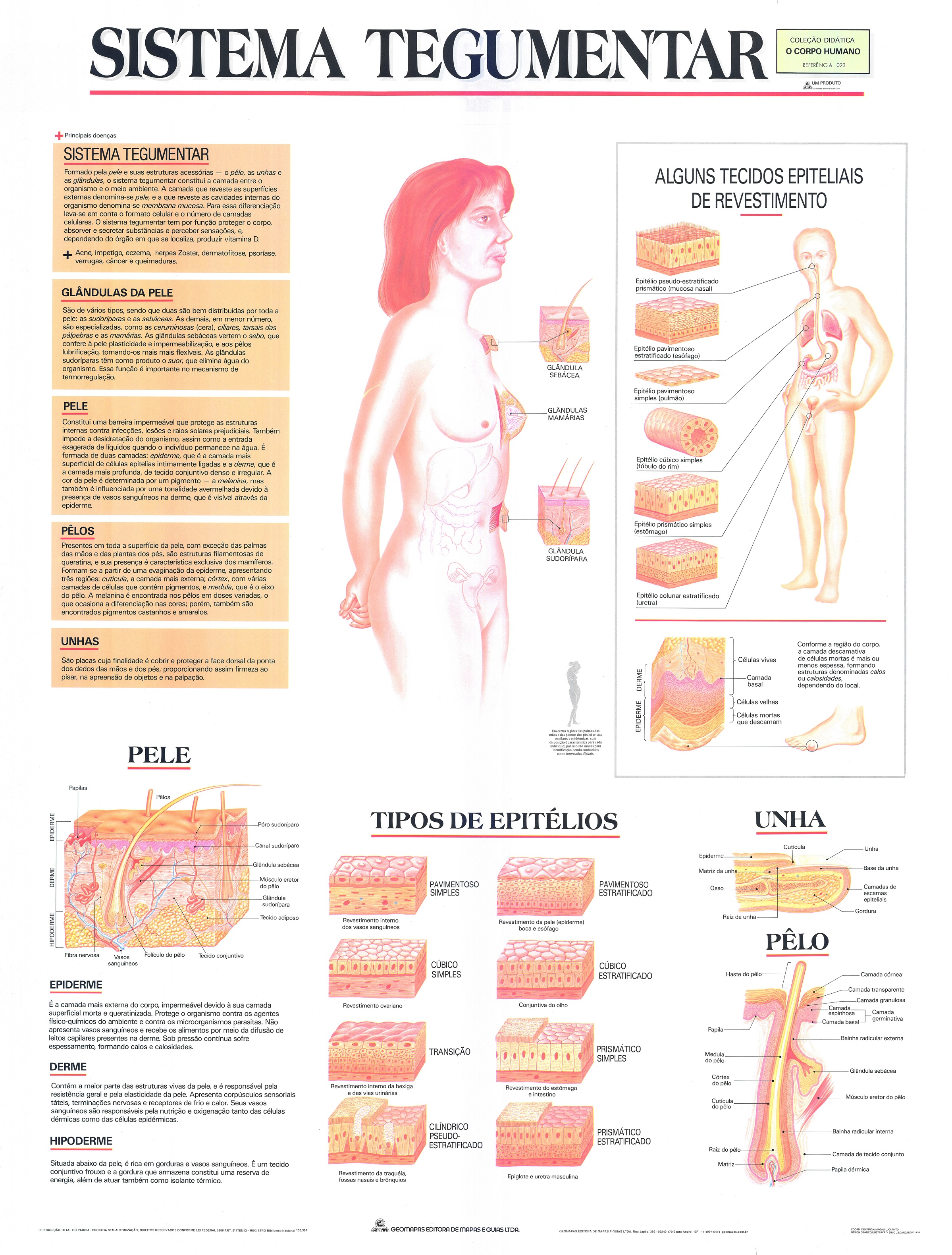 Ref. 023 Prancha - Sistema Tegumentar - Formato 0,90x1,20m