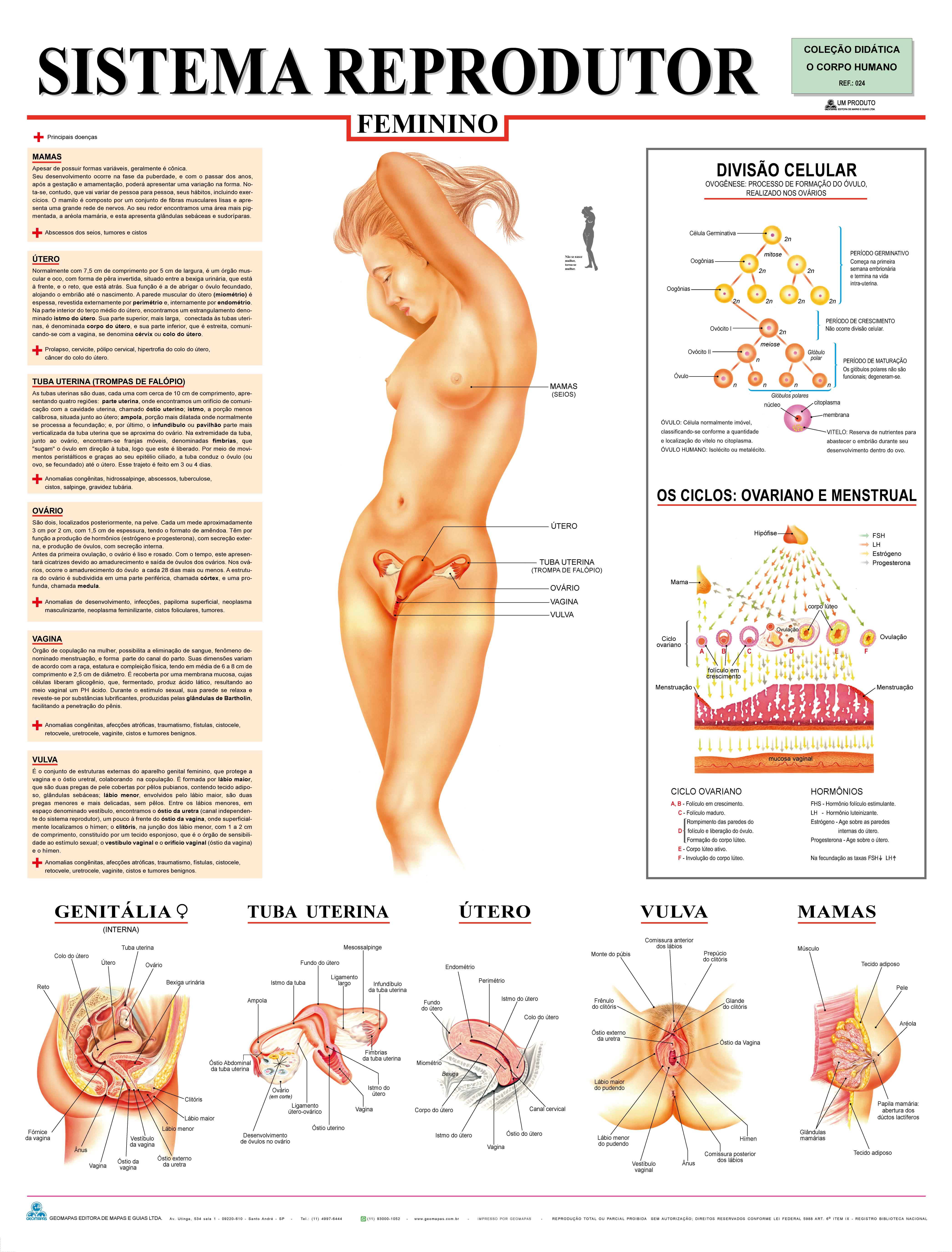 Ref. 024   Prancha - Sistema Reprodutor Feminino - Formato 0,90x1,20m