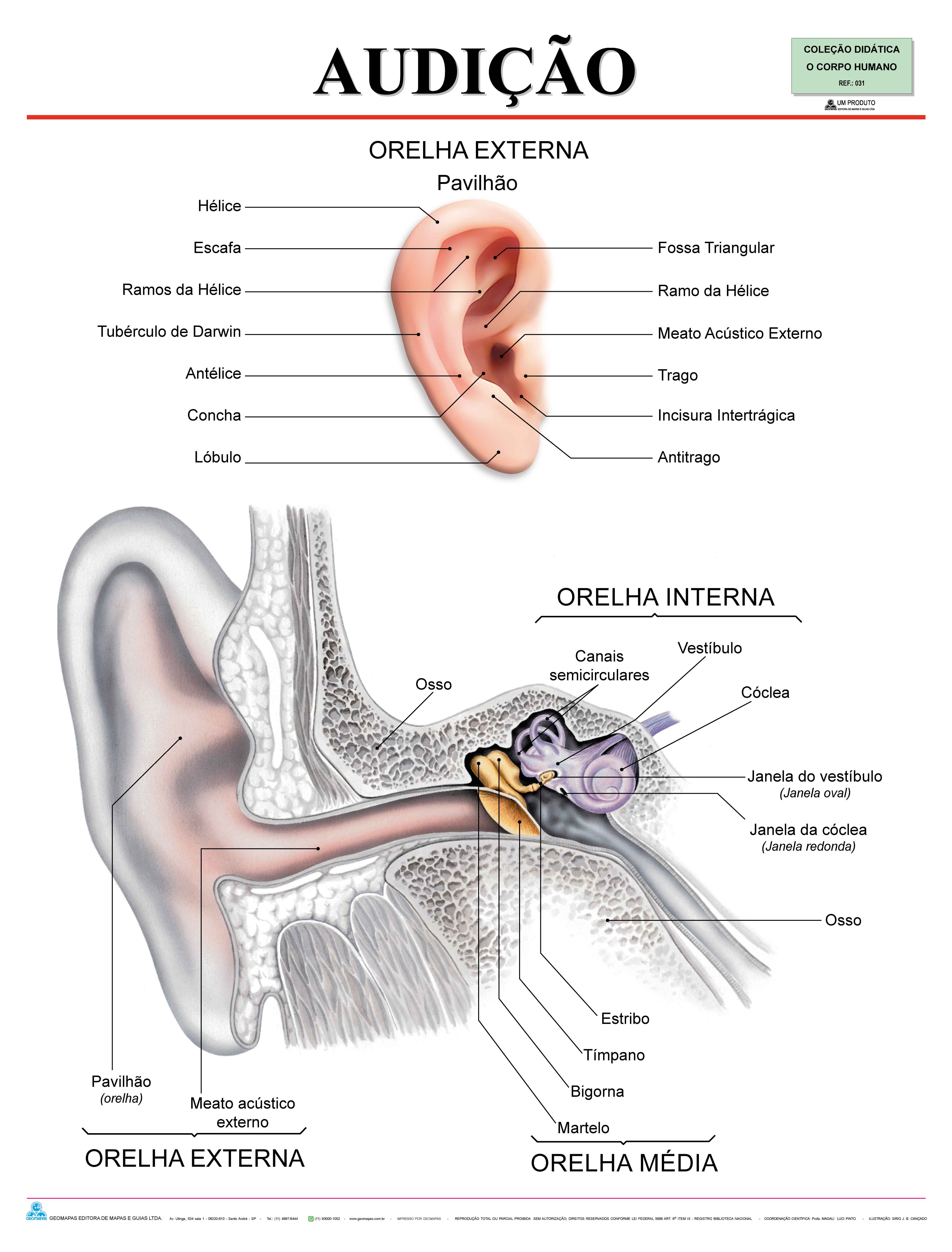Ref. 031 Prancha - Audição - Formato 0,90x1,20m
