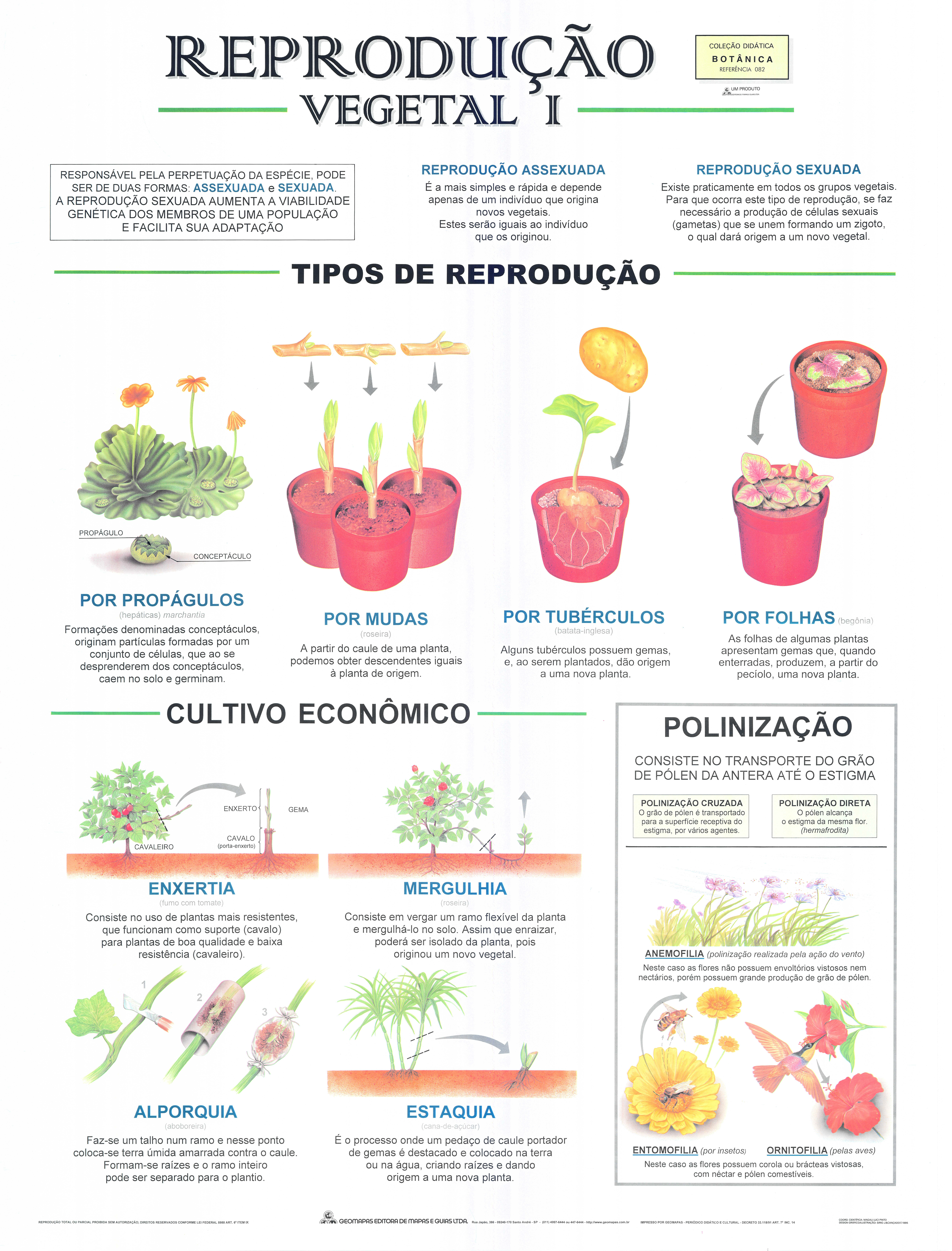 Ref. 082 Pranchan- Reprodução Vegetal I - Formato 0,90x1,20m