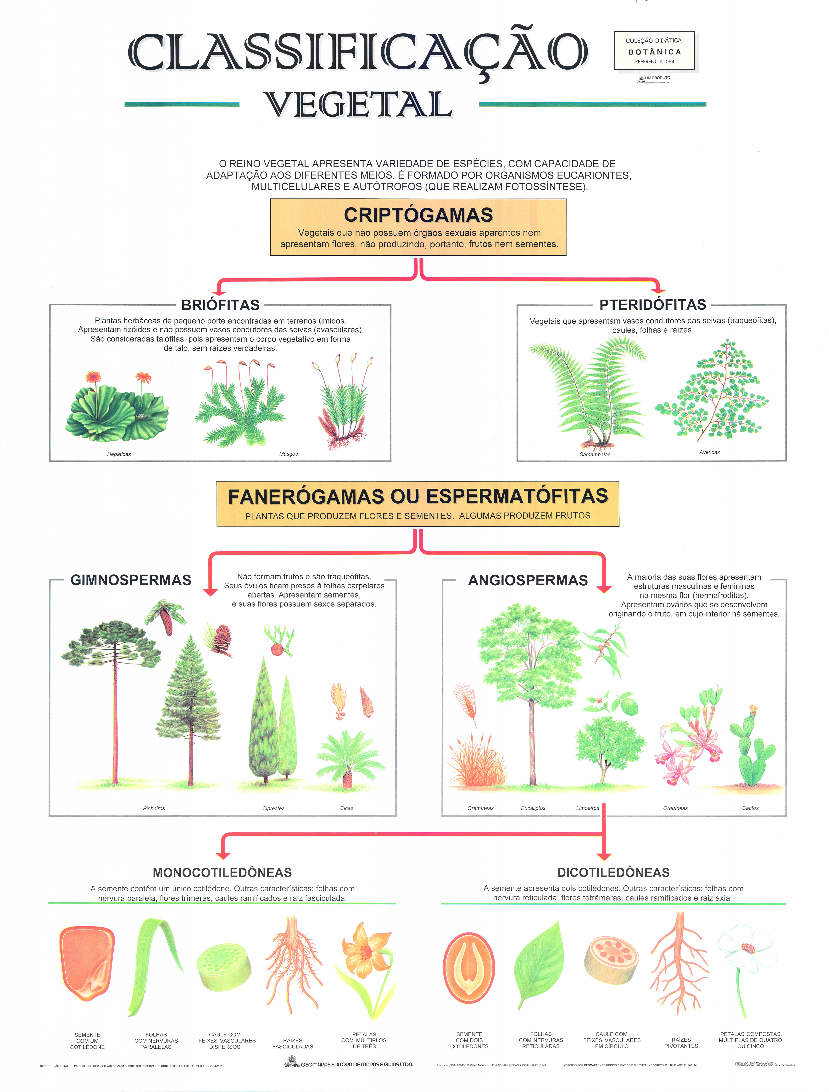 Ref. 084 Prancha - Classificação Vegetal - Formato 0,90x1,20m